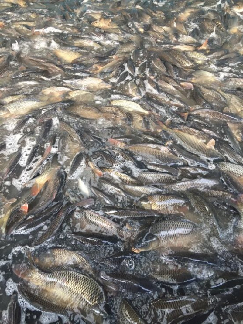 池鲤鱼1~2公斤食用