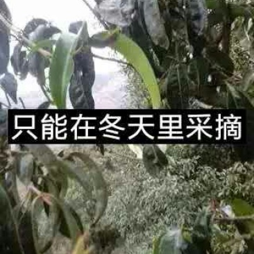 普洱茶