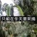 普洱茶