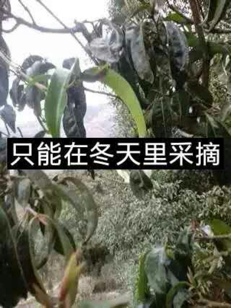 普洱茶