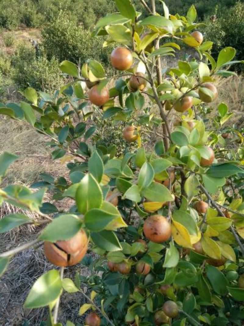 茶油