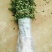 花椒苗0.5~1年