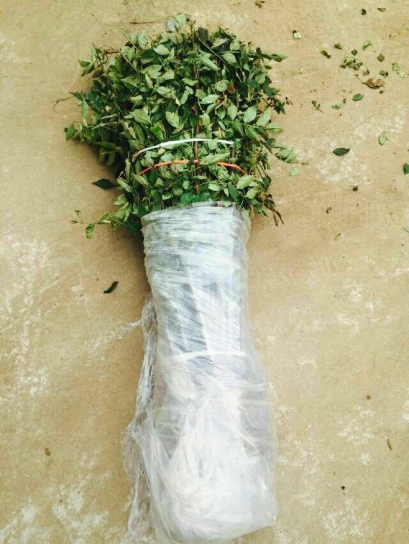 花椒苗0.5~1年