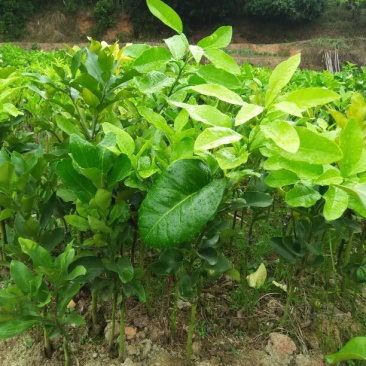 柚子树30~50cm