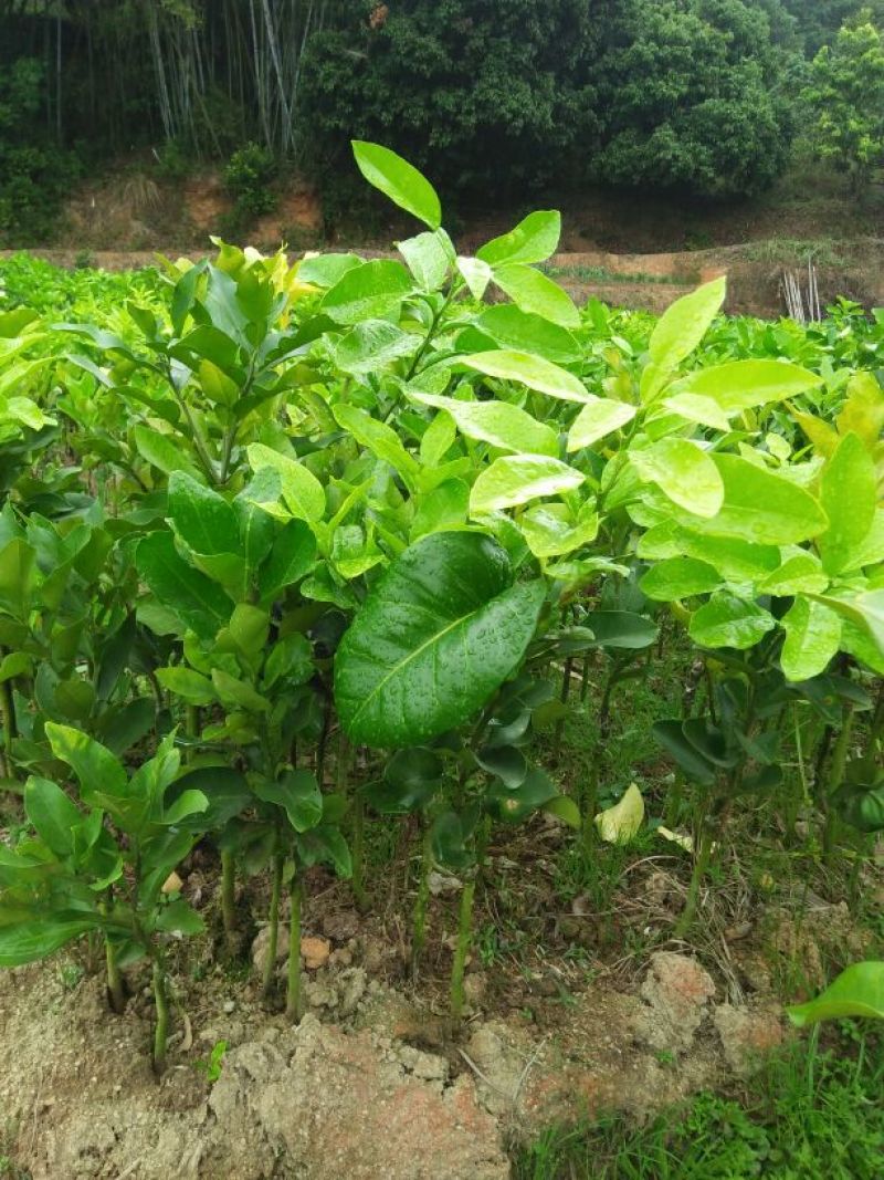 柚子树30~50cm