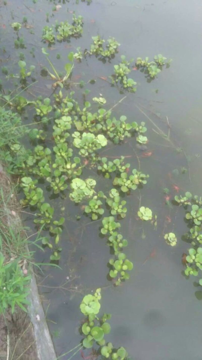 罗氏沼虾食用6~8钱活虾