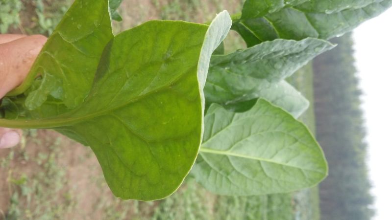 大叶菠菜15~20厘米
