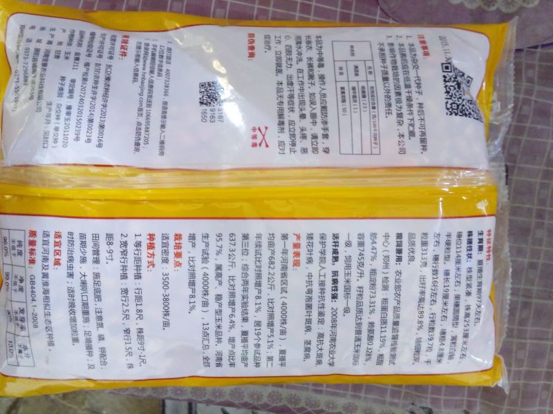 玉米种子
