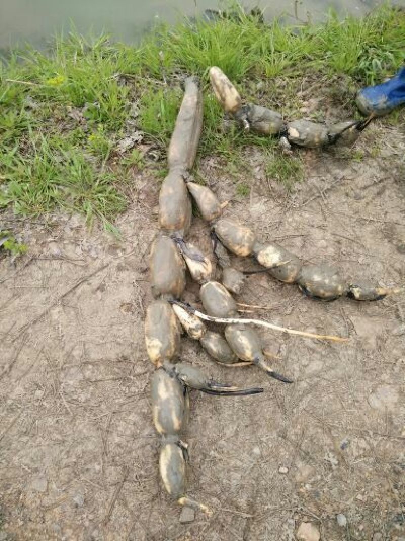 莲藕7~9厘米20~25厘米以上