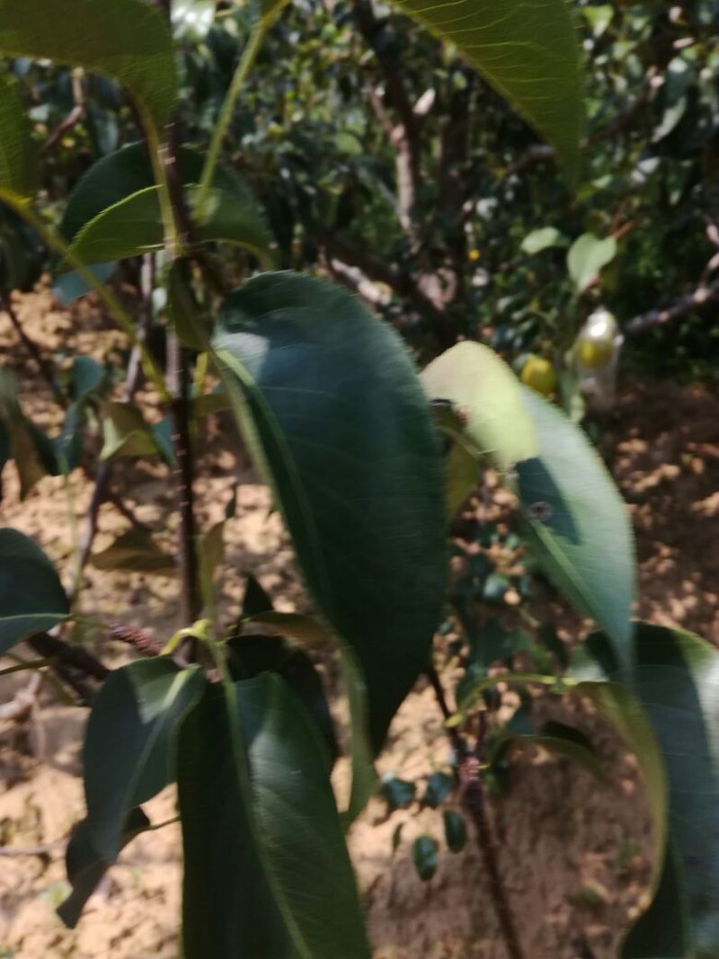 美人酥膜袋