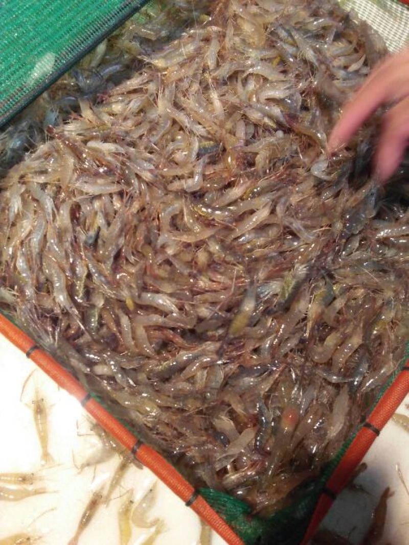 河虾冰鲜虾26~30只/kg
