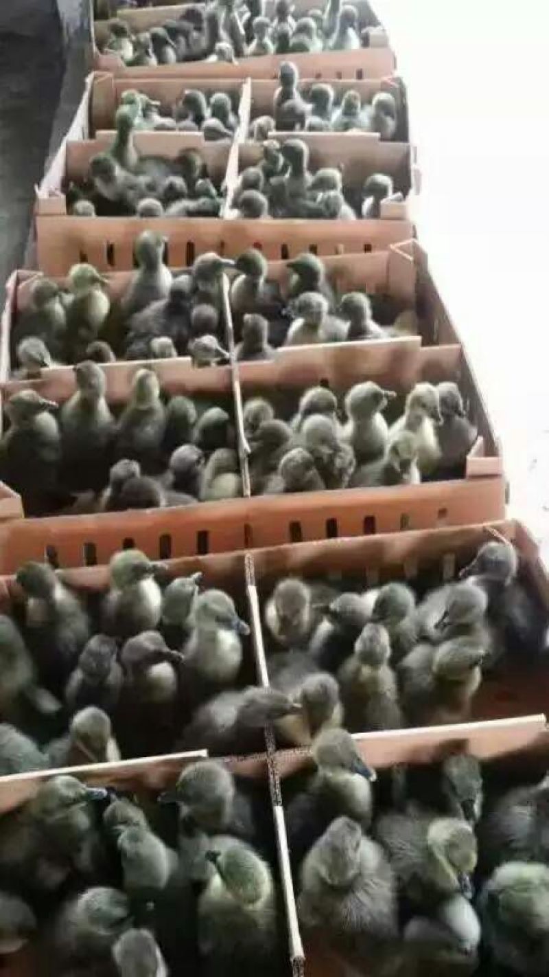 狮头鹅苗