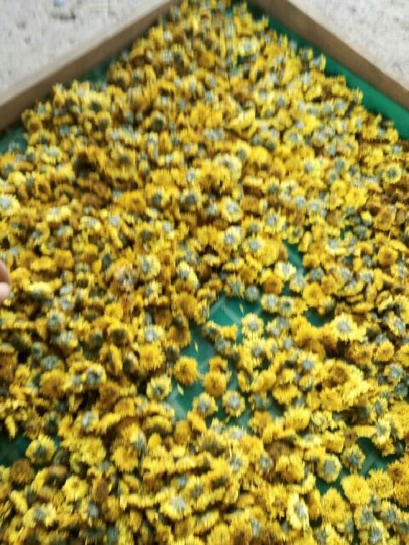 皇菊茶特级