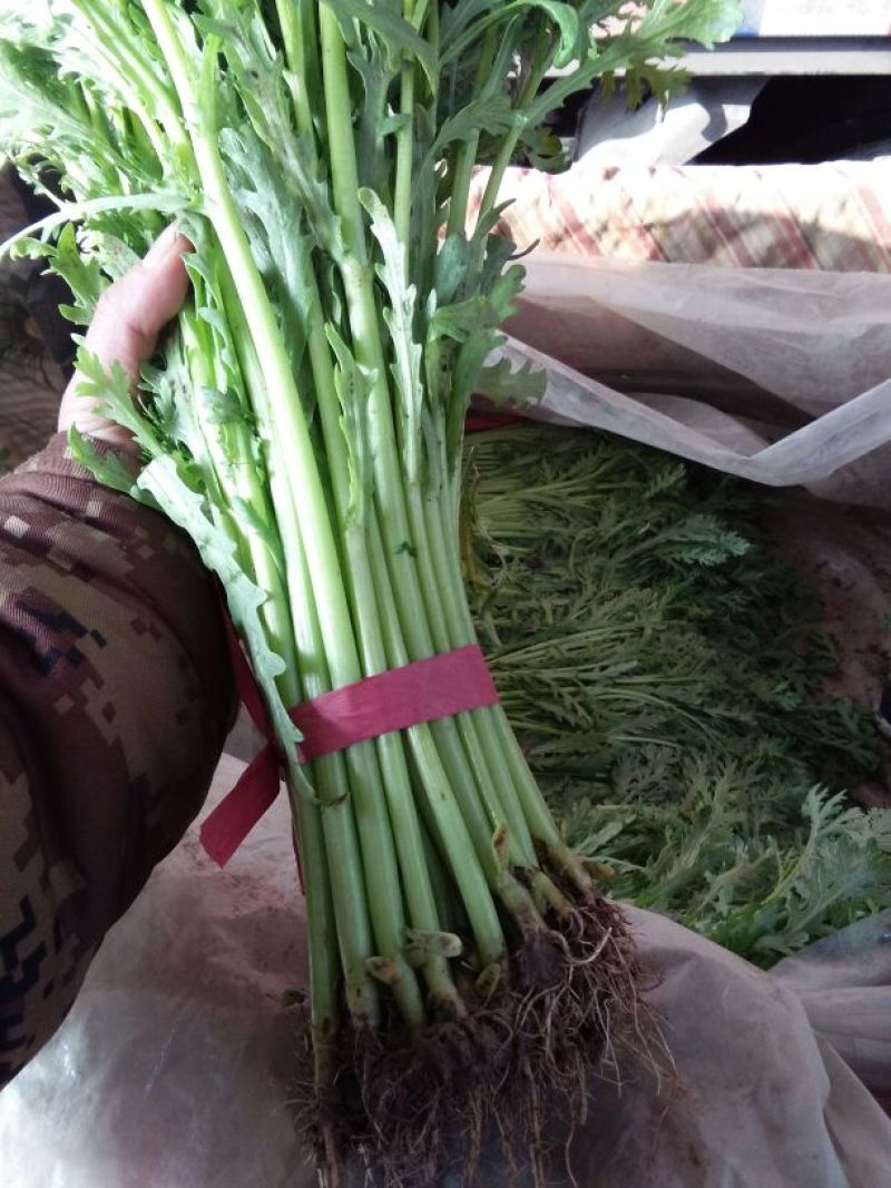 茼蒿20~25cm