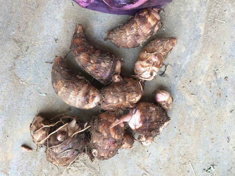 红芽芋河南大量上市基地直供一手货源欢迎采购