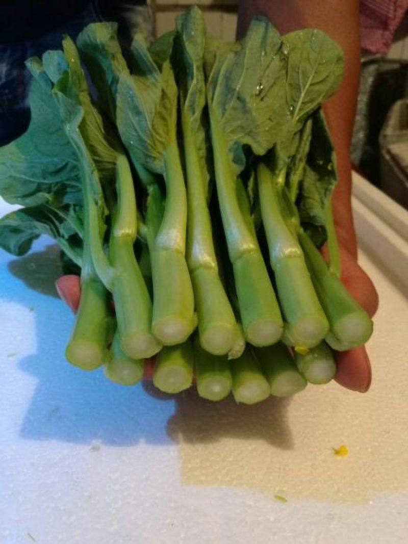 菜苔