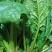 大叶菠菜15~20厘米