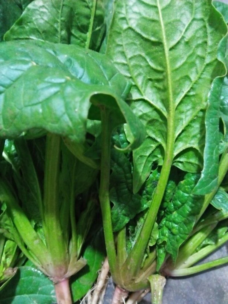大叶菠菜15~20厘米