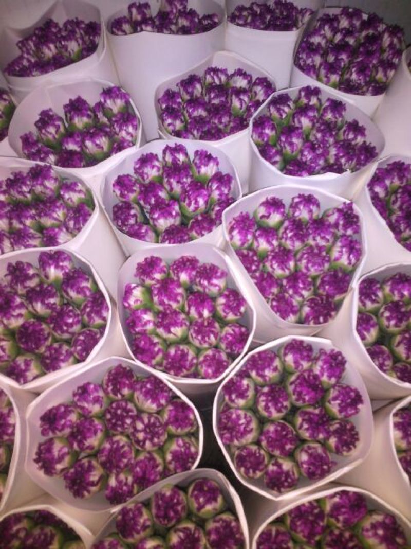 包邮到店康乃馨鲜切花AB级1扎20支/挑颜色备注