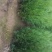 侧柏苗120cm以上