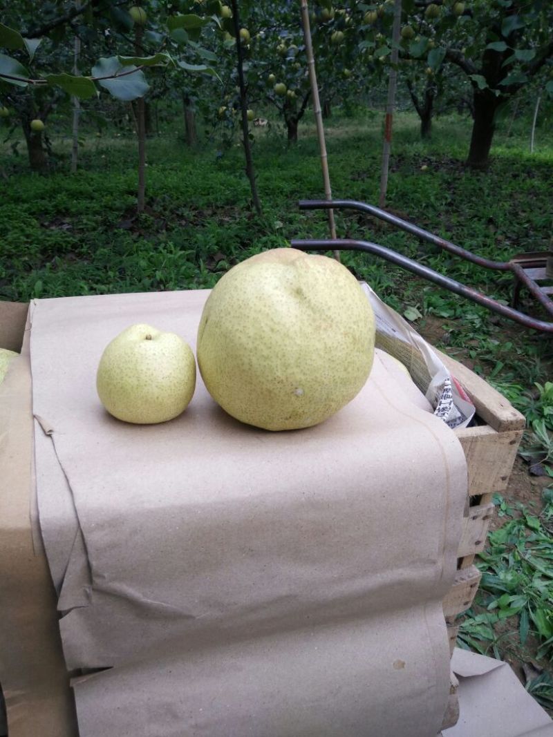 砀山梨300~350g光果