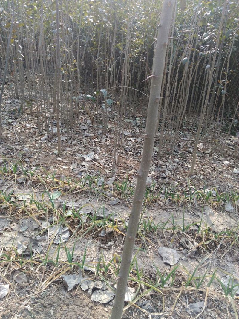 大叶女贞4cm以下