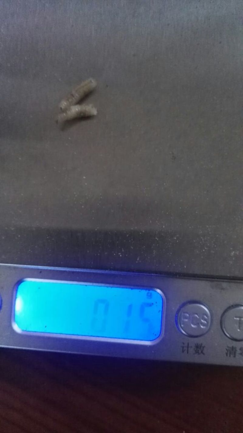 蝇蛆活蛆