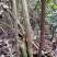 映山红10~15cm