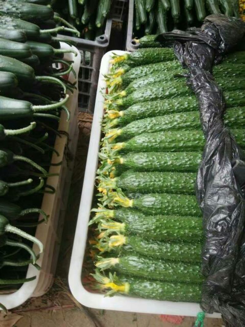 黄瓜鲜花带刺22~25公分