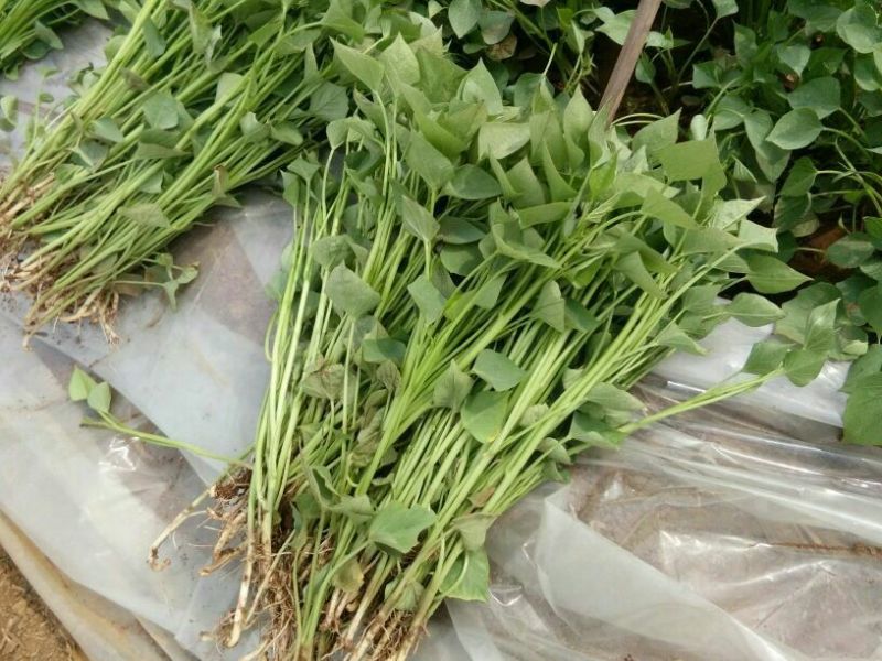 红薯苗，西瓜红，济薯26，烟薯质量好品种全量大从优，