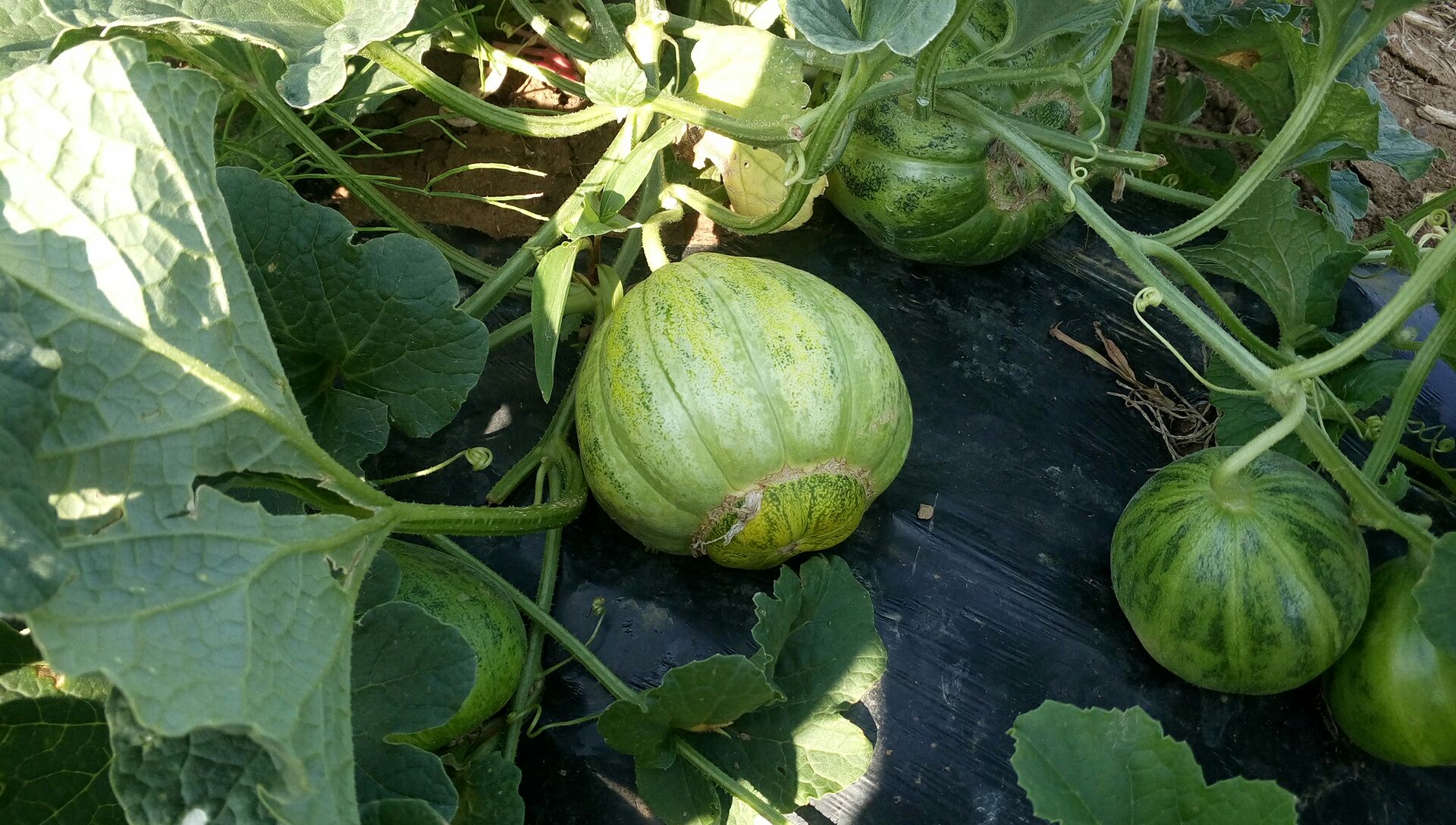 香瓜 1斤以上批发_唐仁敏供应_一亩田农业网