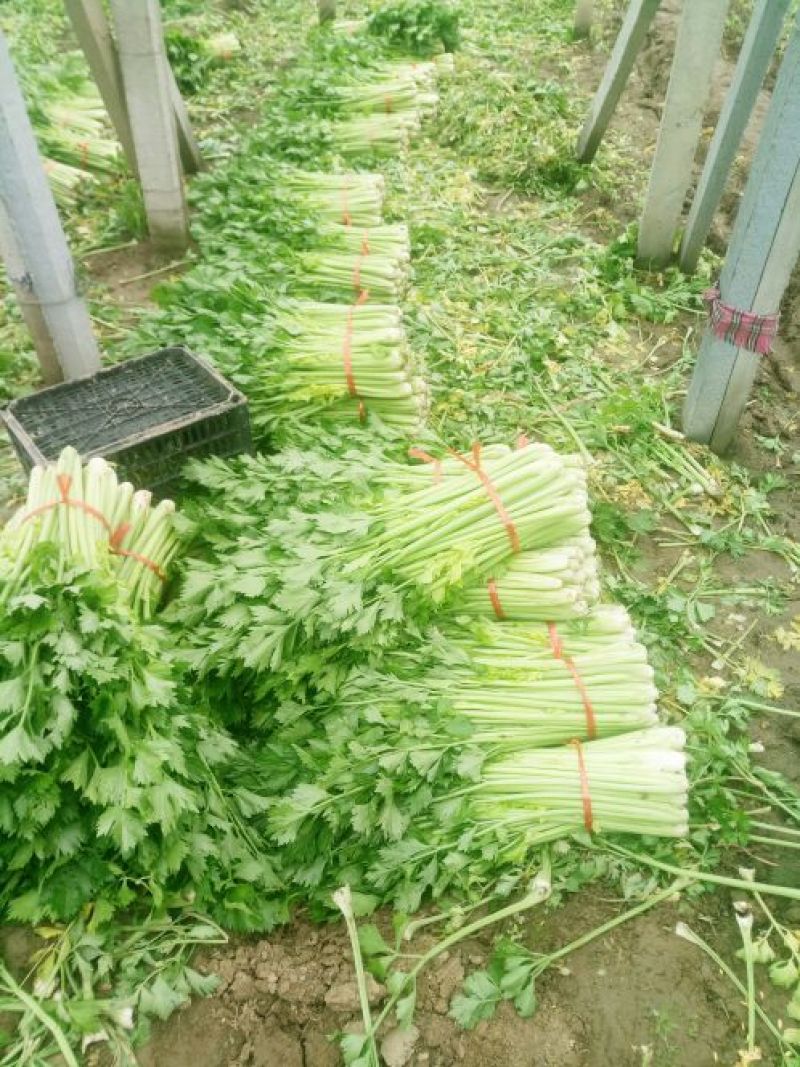 山东济宁金乡西芹芹菜60cm以上产地发货一手货源批发
