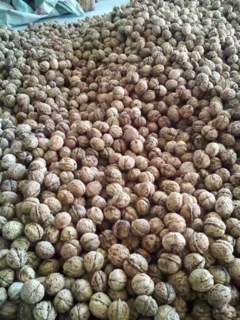 薄皮核桃