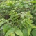 川早2号核桃苗100~150cm二年苗