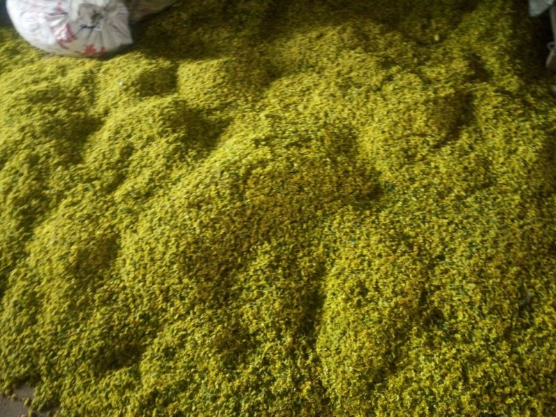 野菊花颗粒