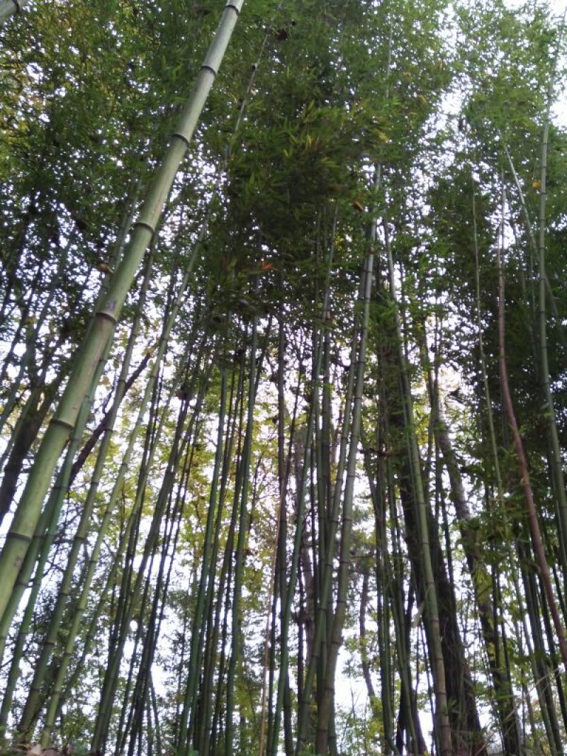 竹子9~10m