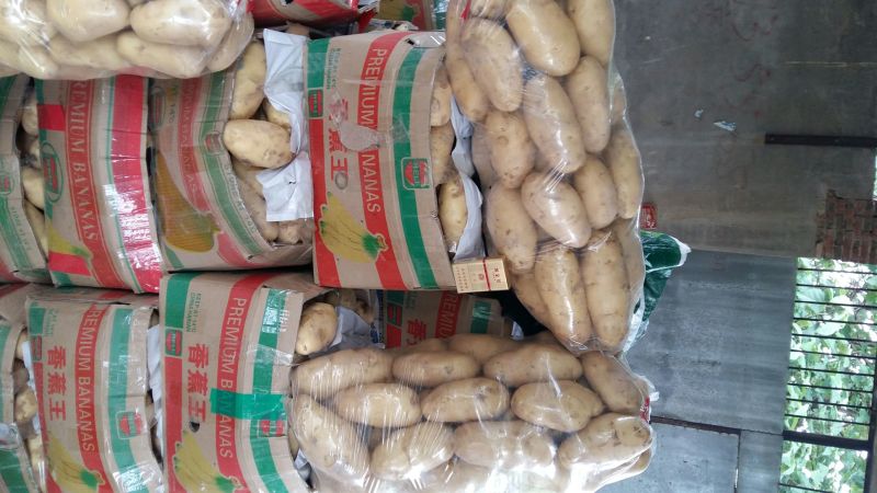 荷兰十五土豆3两以上通货
