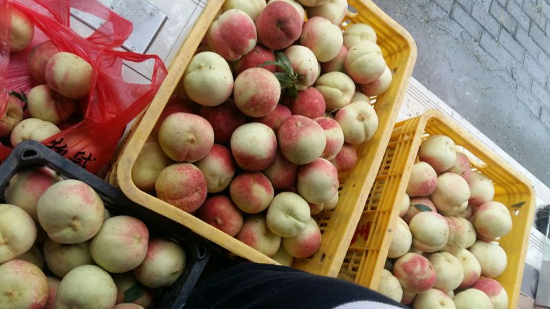 金秋红蜜桃树苗80cm以上