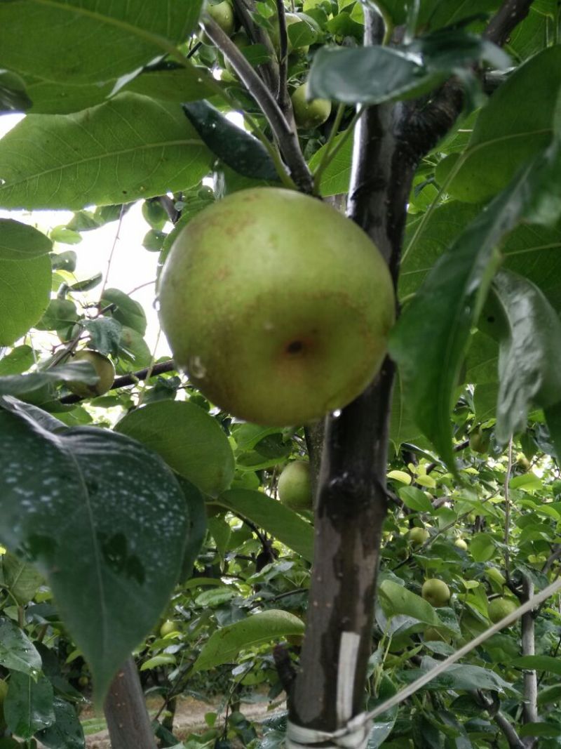 翠冠梨，湖北沙梨基地直供