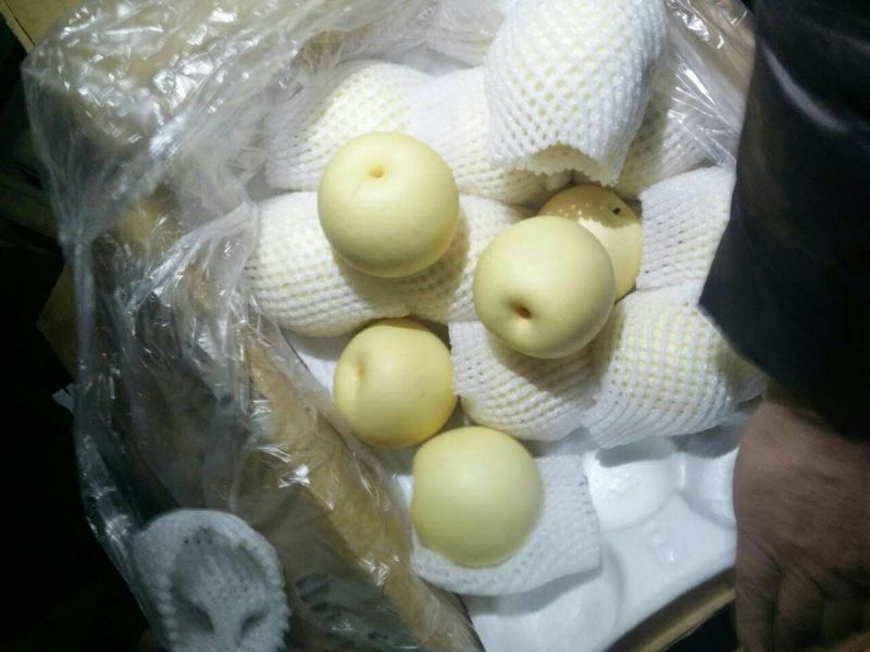 皇冠梨250~300g筐装