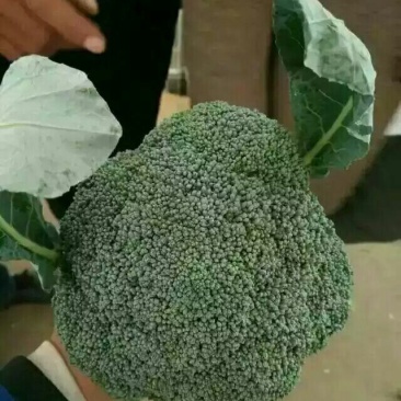 【批发】河北西兰花大量有货，一手货源，品质保障，诚信合作