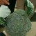 【批发】河北西兰花大量有货，一手货源，品质保障，诚信合作