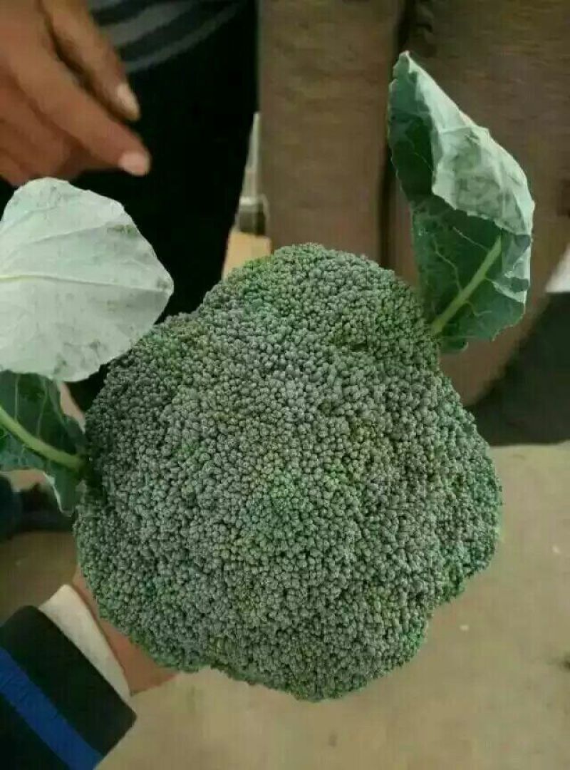 【批发】河北西兰花大量有货，一手货源，品质保障，诚信合作