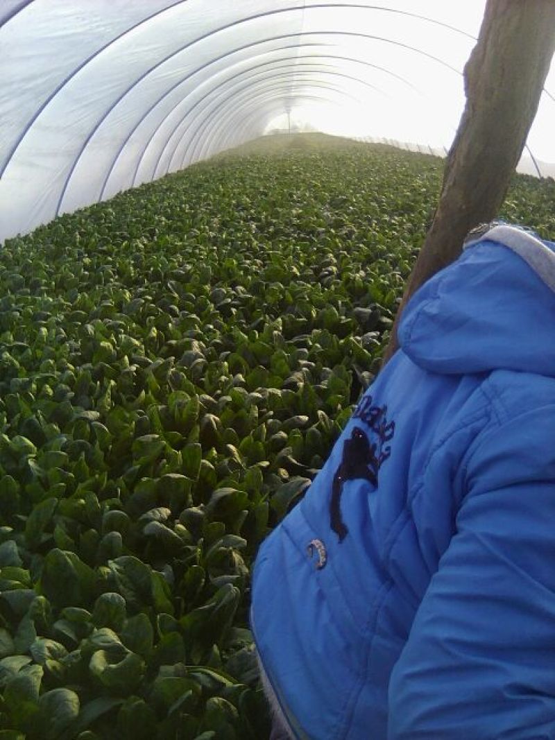 名门菠菜20~25厘米