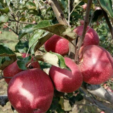 陕西秦冠苹果，光果秦冠，纸代秦冠冷库大量有贷