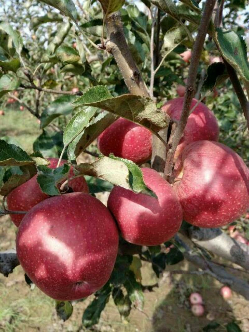 陕西秦冠苹果，光果秦冠，纸代秦冠冷库大量有贷