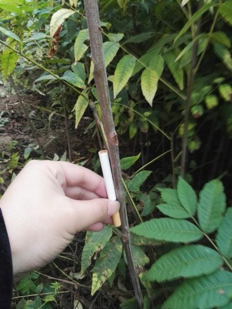 红油香椿树81~110cm