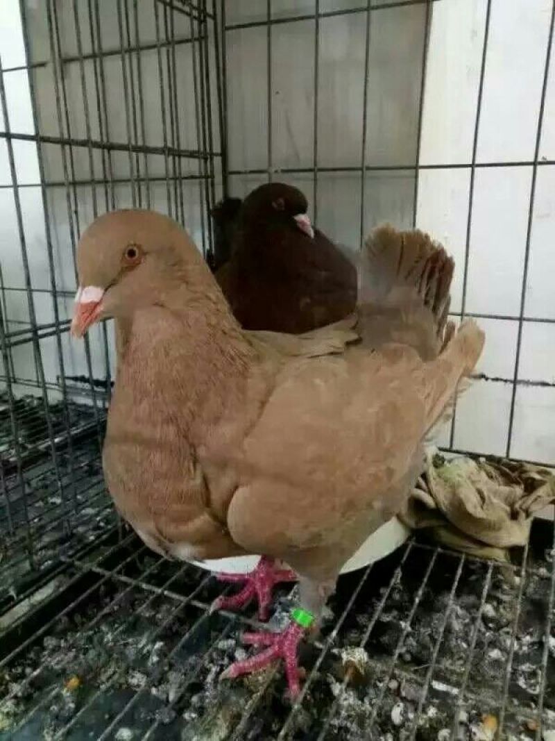 鸽子