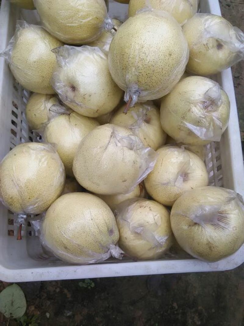 金花梨450~500g膜袋