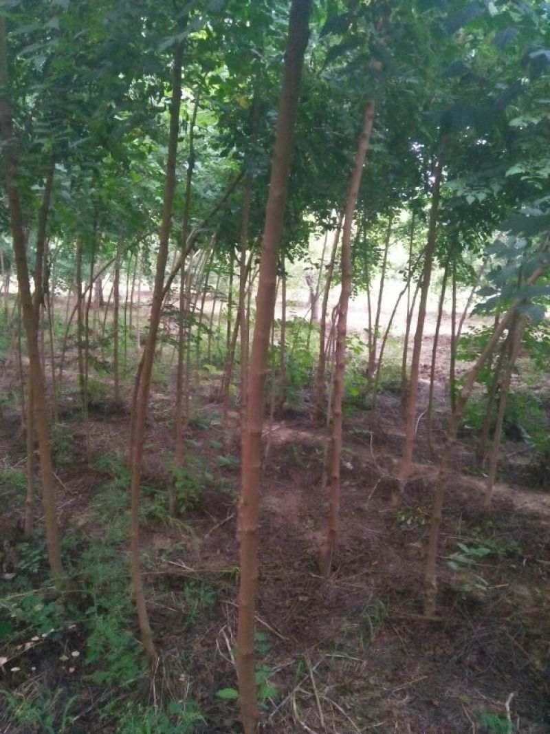 栾树4~6cm4~6cm2.5~3米